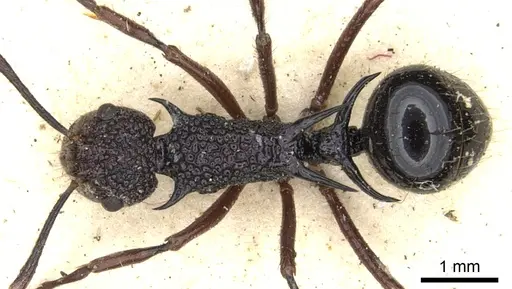 Polyrhachis rufipes - CASENT0903375