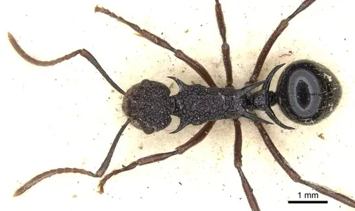 Polyrhachis rufipes - CASENT0903375