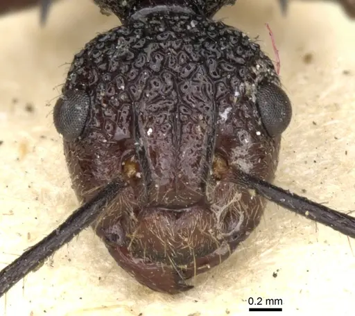 Polyrhachis rufipes - CASENT0903375