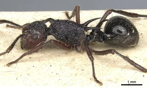 Polyrhachis rufipes - CASENT0903375