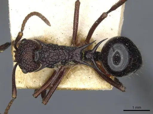 Polyrhachis rufipes - CASENT0910862