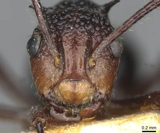 Polyrhachis rufipes - CASENT0910862