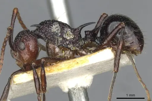 Polyrhachis rufipes - CASENT0910862