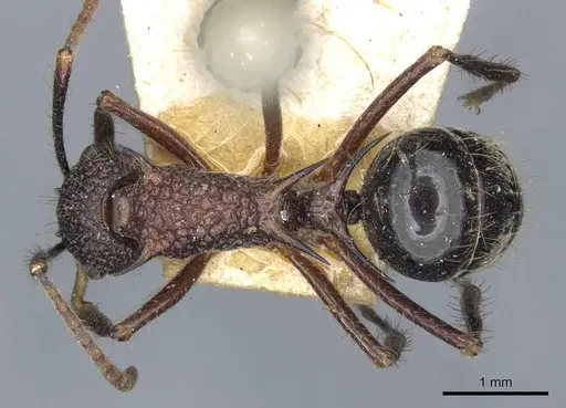 Polyrhachis rufipes - CASENT0910863