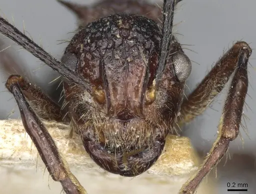 Polyrhachis rufipes - CASENT0910863