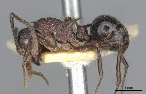 Polyrhachis rufipes - CASENT0910863