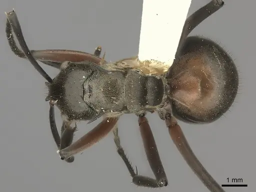 Polyrhachis rufofemorata specimen