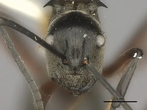 Polyrhachis rufofemorata specimen