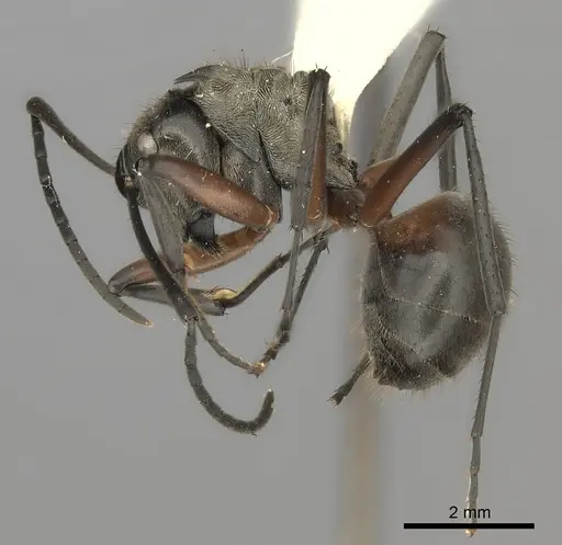 Polyrhachis rufofemorata specimen