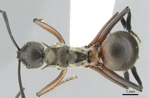 Polyrhachis rufofemorata - CASENT0281389