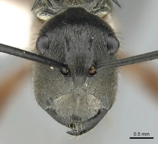 Polyrhachis rufofemorata - CASENT0281389