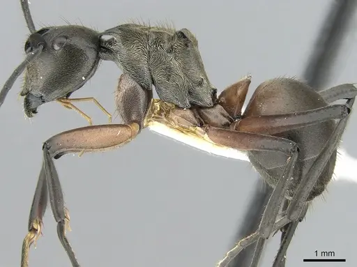 Polyrhachis rufofemorata - CASENT0281389