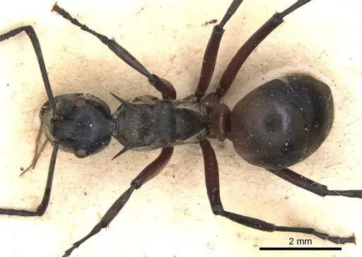 Polyrhachis rufofemorata - CASENT0901813
