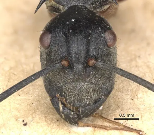 Polyrhachis rufofemorata - CASENT0901813