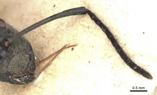 Polyrhachis rufofemorata - CASENT0901813