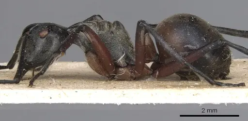 Polyrhachis rufofemorata - CASENT0901813