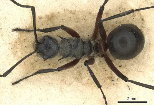 Polyrhachis rufofemorata - CASENT0901836