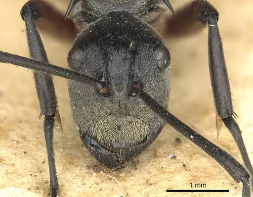Polyrhachis rufofemorata - CASENT0901836