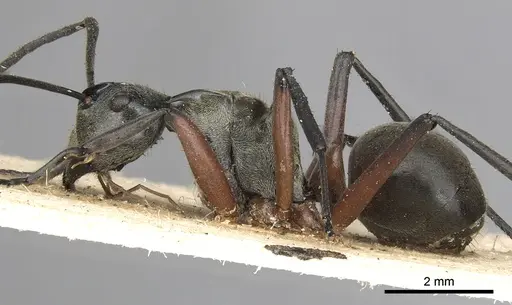 Polyrhachis rufofemorata - CASENT0901836
