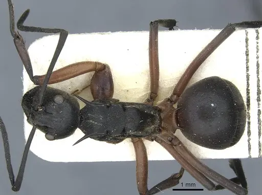 Polyrhachis rufofemorata - CASENT0910915
