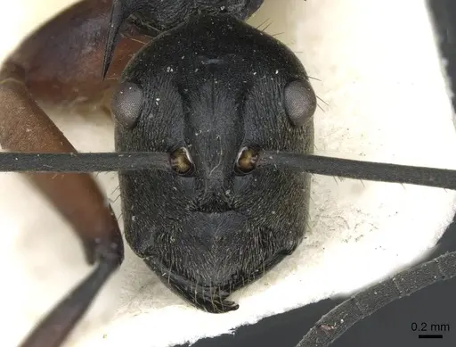 Polyrhachis rufofemorata - CASENT0910915