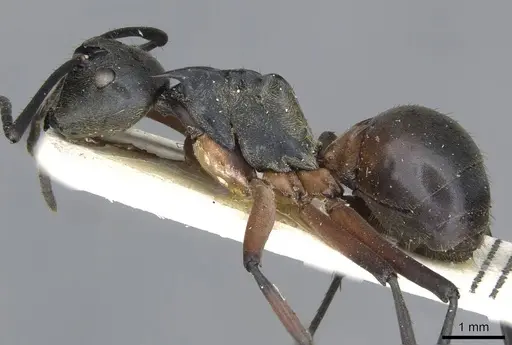 Polyrhachis rufofemorata - CASENT0910915
