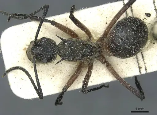 Polyrhachis rufofemorata - CASENT0912116