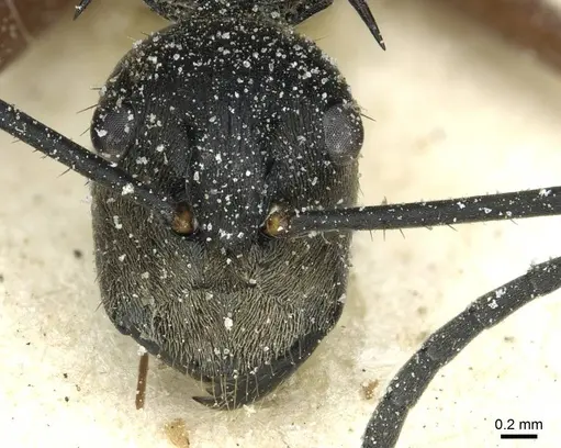 Polyrhachis rufofemorata - CASENT0912116