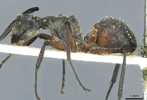 Polyrhachis rufofemorata - CASENT0912116