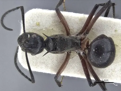 Polyrhachis rufofemorata - CASENT0916636