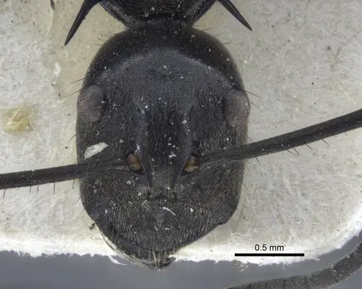 Polyrhachis rufofemorata - CASENT0916636