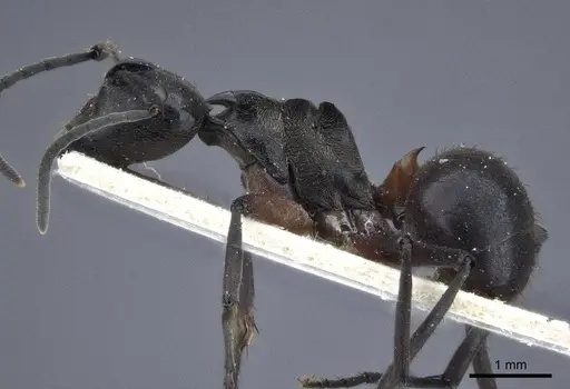 Polyrhachis rufofemorata - CASENT0916636