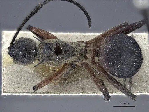 Polyrhachis rufofemorata - CASENT0916637