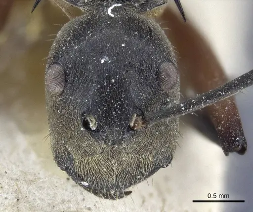 Polyrhachis rufofemorata - CASENT0916637