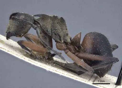 Polyrhachis rufofemorata - CASENT0916637
