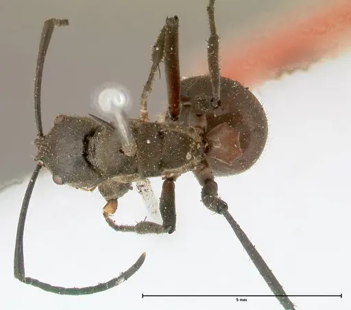 Polyrhachis rufofemorata - FOCOL0570