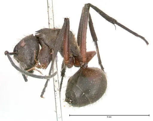 Polyrhachis rufofemorata - FOCOL0570