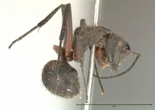 Polyrhachis rufofemorata - FOCOL0570