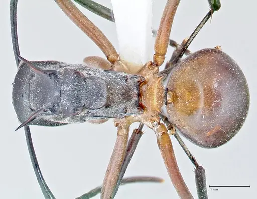 Polyrhachis rufofemorata - FOCOL2635-1