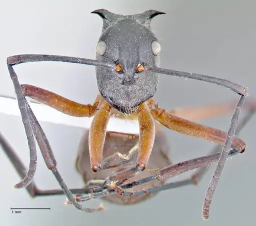Polyrhachis rufofemorata - FOCOL2635-1