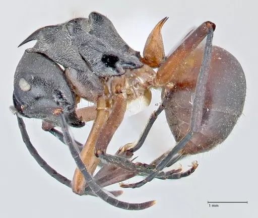 Polyrhachis rufofemorata - FOCOL2635-1