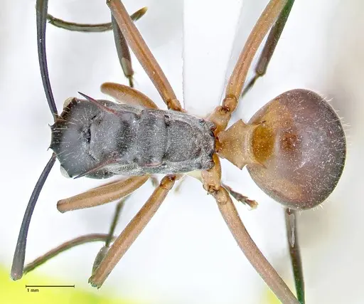 Polyrhachis rufofemorata - FOCOL2635-2