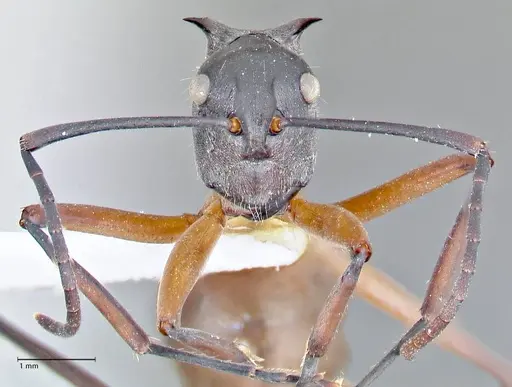 Polyrhachis rufofemorata - FOCOL2635-2