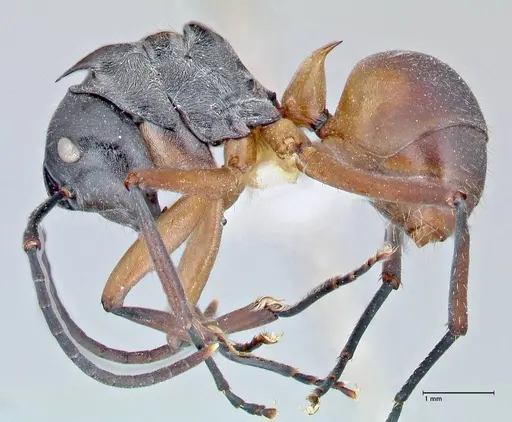 Polyrhachis rufofemorata - FOCOL2635-2