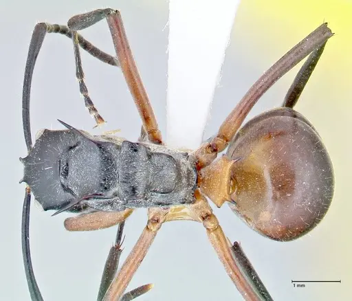 Polyrhachis rufofemorata - FOCOL2636-1