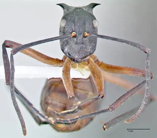 Polyrhachis rufofemorata - FOCOL2636-1