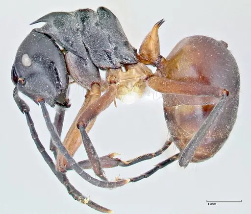 Polyrhachis rufofemorata - FOCOL2636-1