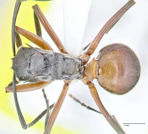 Polyrhachis rufofemorata - FOCOL2636-2