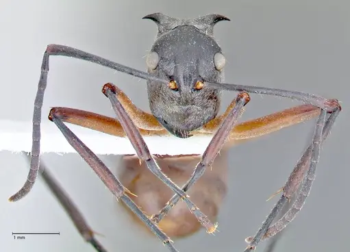 Polyrhachis rufofemorata - FOCOL2636-2