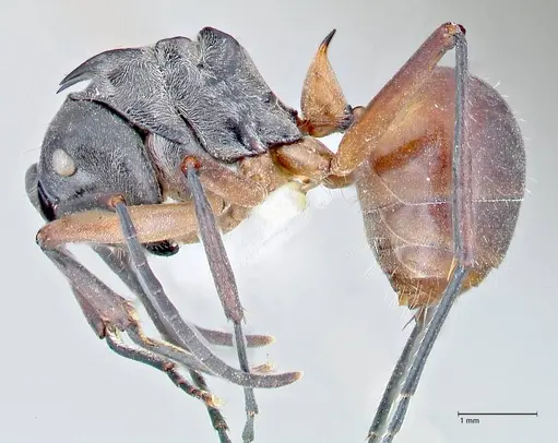 Polyrhachis rufofemorata - FOCOL2636-2